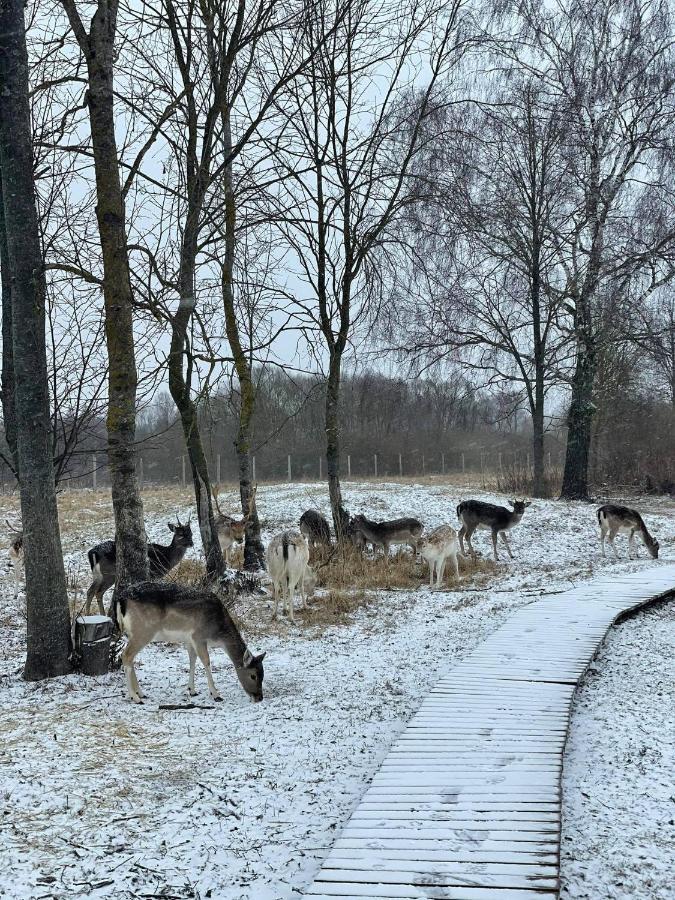 Arciau Gamtos Anyksciai Villa Kurkliai Exteriör bild